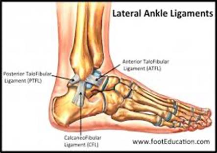 lateral ankle ligaments diagram